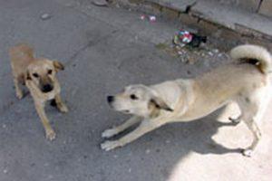 В Азербайджане планируют ужесточить ответственность за жестокое обращение с животными