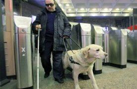 sobaka-podovir-dog-for-blind