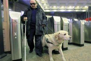 Собаки-поводыри в Азербайджане — большая роскошь