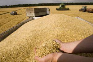 Азербайджан импортировал из России 223,000 тонн зерна