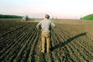 Аграрный сектор Азербайджана: зерно вместо табака и хлопка