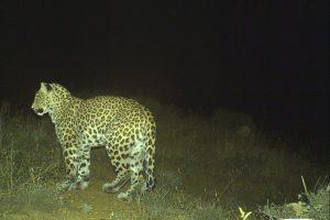 В Азербайджане засняли детенышей кавказского леопарда (ФОТО)