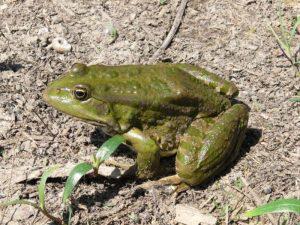 lyagushka-frogs