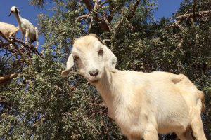 Марокко: страна, где козы пасутся на деревьях (ВИДЕО)