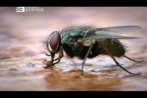 Как «муха-робот» будет помогать спасать людей (ВИДЕО)