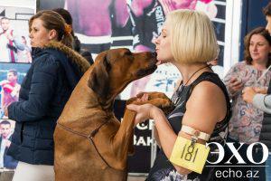 Международная выставка собак в Баку (30 фото)