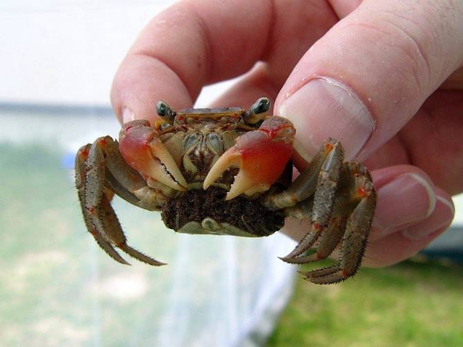 krab-crab
