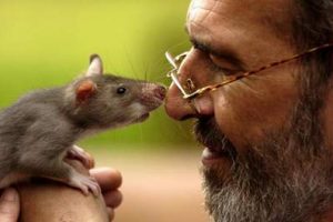 Крыса — предок человека?