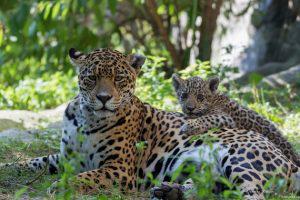 В Азербайджане все больше леопардов