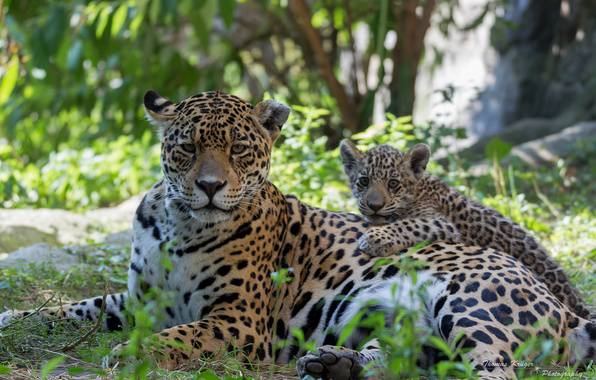 leopard-kotenok-detenysh