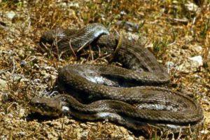 В Азербайджане наблюдается массовое появление змей
