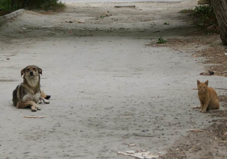 bezdomnie-jivotnie-stray-animals