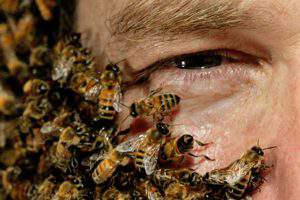 Лечение пчелиным ядом в Азербайджане набирает популярность