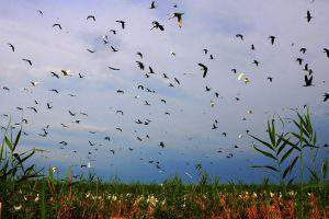 Аггельский национальный парк: Птичий рай или Обитель русалок