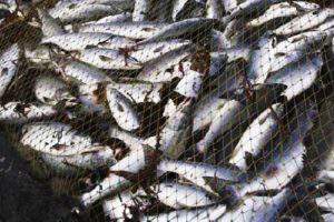 Серьезная проблема, мешающая развивать рыбоводство в Азербайджане