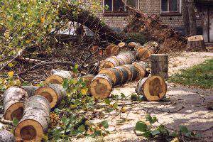 Бизнесмена в Баку оштрафовали на 57,000 манат за вырубку деревьев