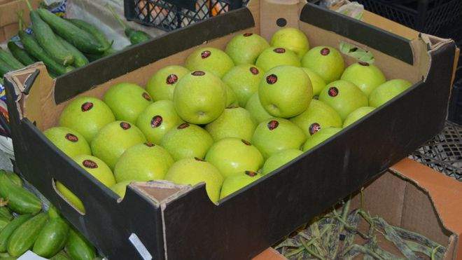 yabloki-apple-armenia-agrosektor