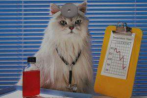 Кототерапия: лечебные способности кошек