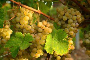 Производство винограда в Азербайджане идет полным ходом, но…